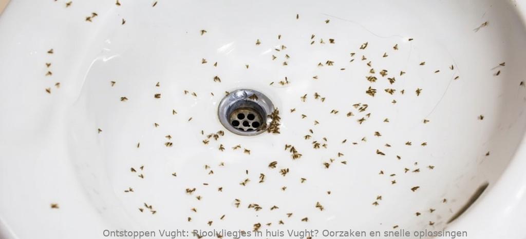 Rioolvliegjes in huis Vught? Oorzaken en snelle oplossingen